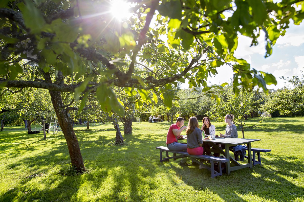 Tukholman risteilyvieras ehtii omenapuiden alle. Kuva: Rosendals trädgård.