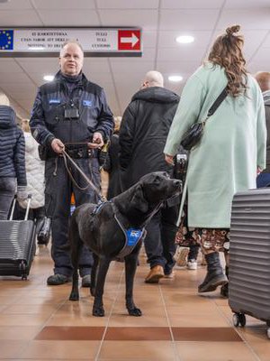 Kun Pepi haistaa huumeita, se jähmettyy ja tökkää kuonollaan kohdetta.