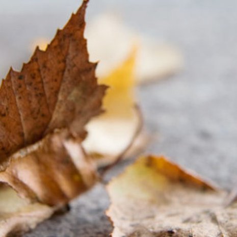 Lehdistä on iloa vielä maahan pudottuaankin.