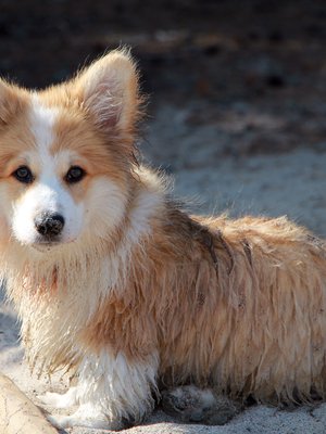 Koira tulkitsee ihmisen tunteita osittain myös hajun perusteella, koska ihohuokosistamme leijailee tuoksuja, joihin tunnetila vaikuttaa. Koira voi siis esimerkiksi haistaa pelon.
