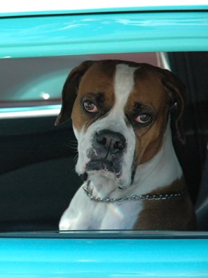 Aina ei ratissa naurata.