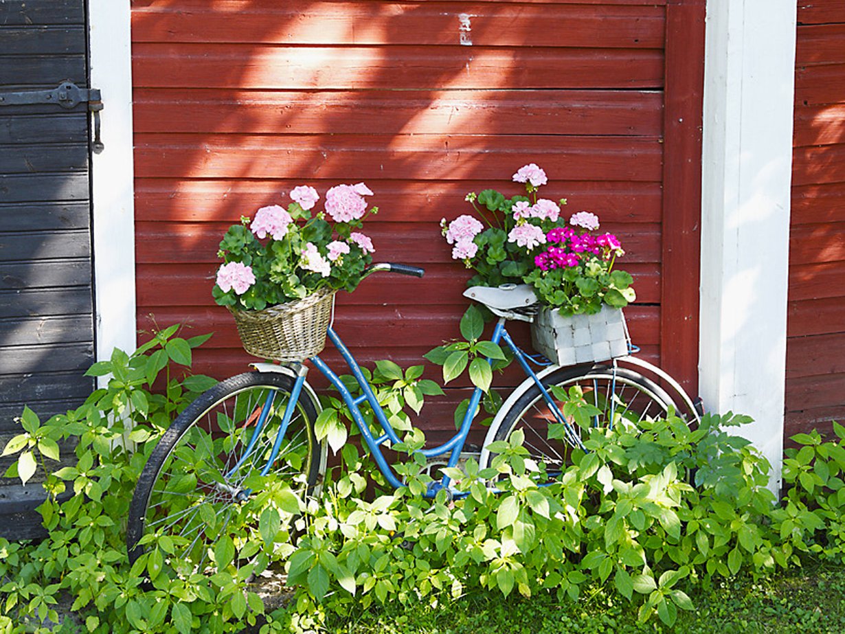 Täällä polkupyöräkin kukkii. Pelargonit ostetaan Loviisan torilta.