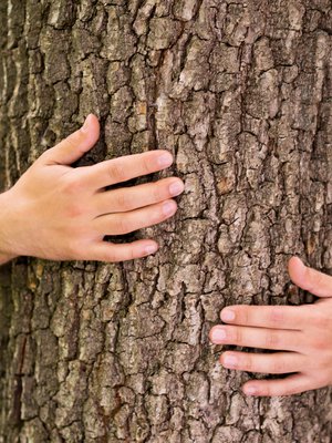 Kun halaa puuta, on vaikea mokata.