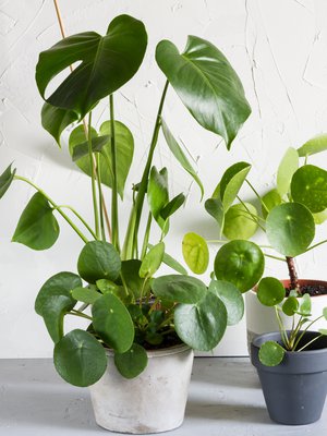 Kilpipiilea ja peikonlehti ovat trenditietoisten sisustajien suosikkeja.