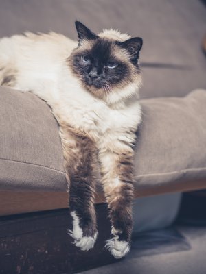 Miirun vierailusta jää muistoja sohvalle. Tuttua?