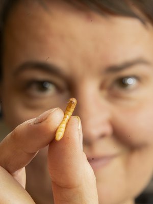 Pauliina Rautio käy rajanvetoa siitä, kuka saa elää. Jauhomadot eivät saa. Niistä tulee ruokaa Pauliinan hoitamille linnuille.