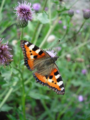 Nokkosperhonen tykkää ohdakkeista.