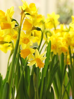 Karaistuttuaan pikkunarsissit selviävät ulkona jopa kymmenestä pakkasasteesta. Aika sissejä!