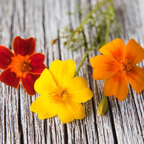 Samettikukilla saa kattaukseen iloista väriä!