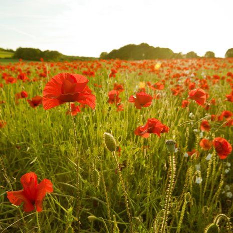 Kukkaset kuuluvat suomalaiseen juhannustaikaperinteeseen.