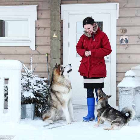 Tarja Leponiemi, alaskanmalamuutti Juri ja länsigöötanmaanpystykorva Helmi nauttivat talvesta.