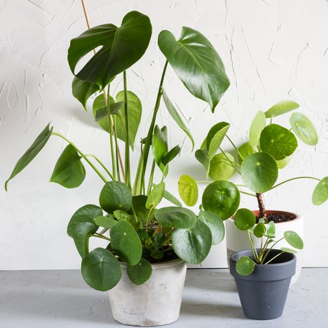 Kilpipiilea ja peikonlehti ovat trenditietoisten sisustajien suosikkeja.