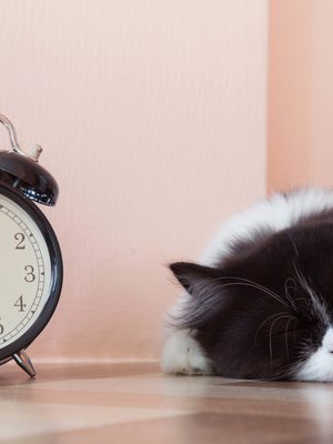 Kissankin aivot vastustavat muutosta, mutta unen määrästä se ei tingi.