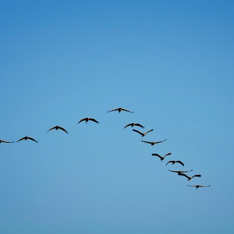 Kurkiaurat lentävät Suomen halki lähiviikkoina.