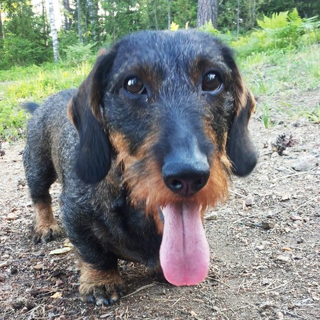 Renen oma helpotuskeino helteellä on hiekkaan kaivettu viileä kuoppa. Karkeakarvainen mäyräkoira viilentää mielellään vatsanalustaan myös kahlailemalla rantavedessä.