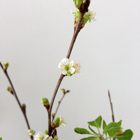 Viikon päästä maljakossa odottaa yllätys. Kuva: <span class="photographer">Jenni Rinkinen</span>