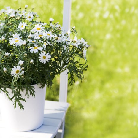 Paahteesta riippuen kesäkukkasi janoavat jopa päivittäin lisää vettä.