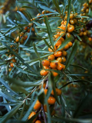 Tyrnin kirpeät marjat ovat parhaimmillaan ensipakkasten jälkeen. Täysin kypsinä ne on myös helpointa kerätä.