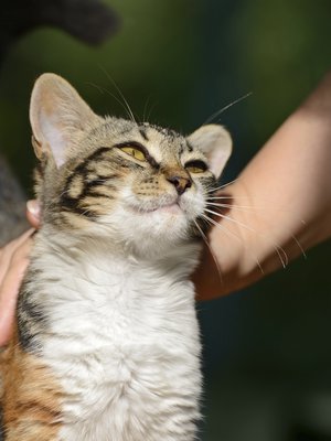 Kosketuksella on suuri, parantava voima.