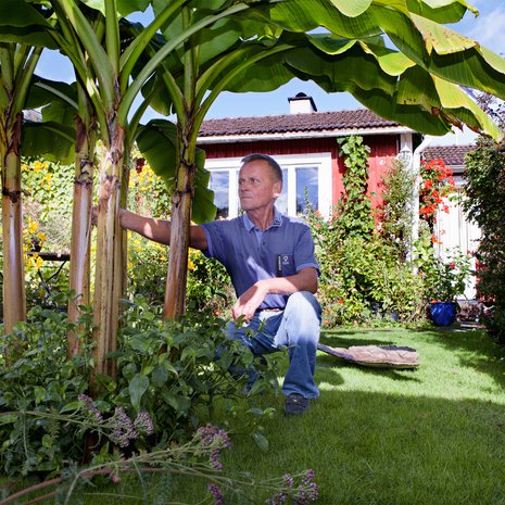 Harva turkulaismies pakenee Reino Saarelman tavoin paahdetta oman banaanipuun alle.