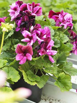 Puutarhan ja kukkien hoito on hyväksi sekä mielelle että keholle.