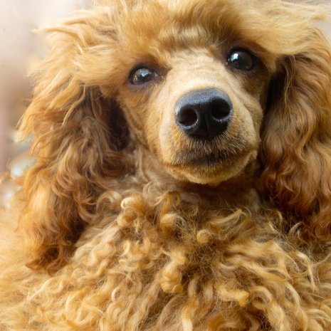 Kirjoittaja muistuttaisi mielellään koiraansa Veikkoa.