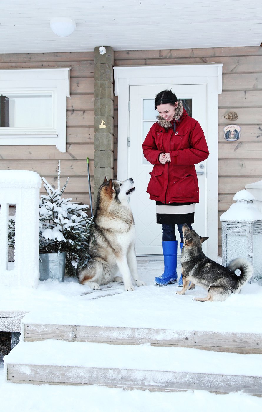Tarja Leponiemi, alaskanmalamuutti Juri ja länsigöötanmaanpystykorva Helmi nauttivat talvesta.