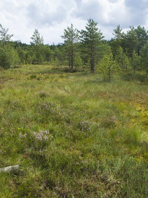 Kansallispuistoissa reitit on merkitty hyvin. Usein osa matkasta kuljetaan pitkospuita, jotka vievät läpi kauniiden maisemien. 