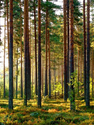 Lapsuuden kesäpäivä tuoksuu vahvasti paahtuneelta, kuivalta mäntykankaalta.