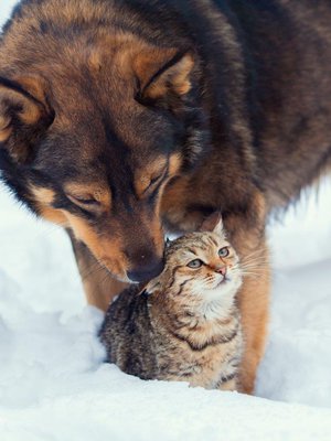 Lohtua ja voimaa ystävälle talven pimeimpänä aikana.