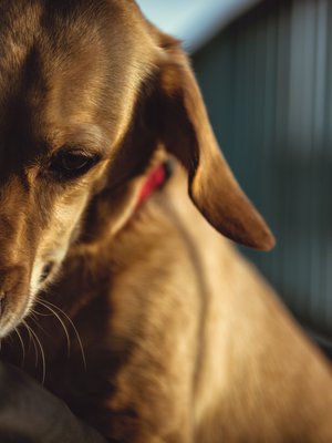 Olen ehkä pieni koira, mutta suuri tunteiden tulkki. Kerro murheesi, minä kuuntelen.