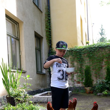 Veeti Huovinen, 9, auttaa mielellään kanojen ruokkimisessa.