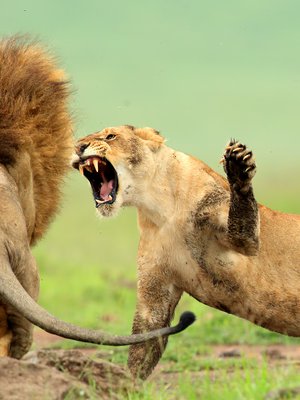 "Mikset sä koskaan voi kuunnella!" "Ite oot aina just tommonen."