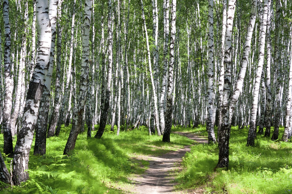 Helppo tapa vähentää stressiä: mene metsään