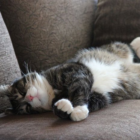 ”Tässä 7-vuotiaan Mikin taidonnäyte, kuinka leppoisasti voi päikkärit ottaa!”