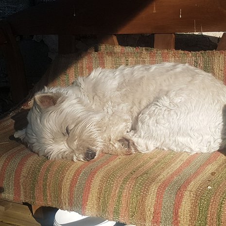 Eetu-terrieri ottaa päiväunet mielellään auringossa.