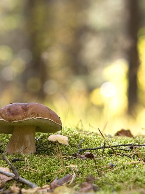 Oi, nuo liikuttavat, terhakat herkkutatit!