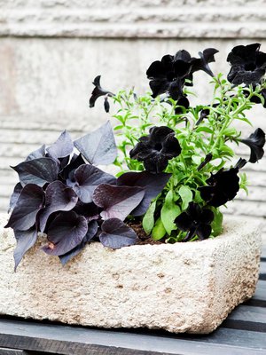 Ruukkuistutuksiin komeutta tuovat läpi kesän kukkiva petunia Black Satin ja kaunislehtinen koristebataatti.