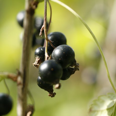 Marjasaalis pienenee vuosi vuodelta, jos marjapensaat jättää oman onnensa nojaan. 