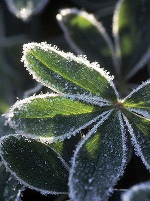 Pienellä vaivalla autat pihasi kasvien selviytymistä uuteen kasvukauteen.