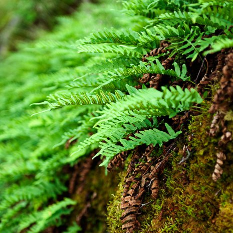 Jos saniainen viihtyy mökkisi ympäristössä, tuo sitä myös pihojen koristeeksi.