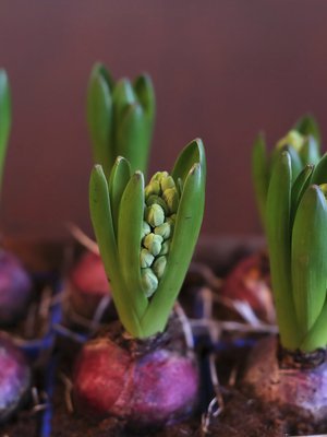 Aivan alkuun istutukset viedään pimeään ja viileään. 