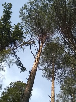 Vain metsä juhlapaikkani olla saa.