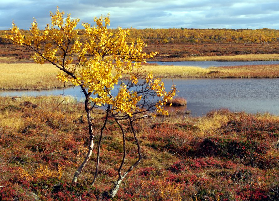 Kevät on harmaa ja hailakka, syksy on keltainen, punainen, ruskea, vihreä ja oranssi, syysihmiset tietävät.