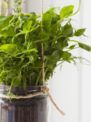 Lasipurkissa viihtyvät hyvin esimerkiksi herneenversot ja basilika.