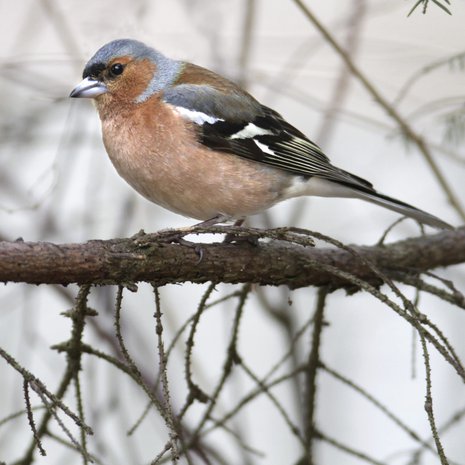 Tämä on siis ihan tuttu. Sehän on tämä, tämä... Kuka tietää?