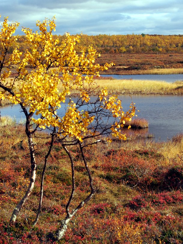 Kevät on harmaa ja hailakka, syksy on keltainen, punainen, ruskea, vihreä ja oranssi, syysihmiset tietävät.