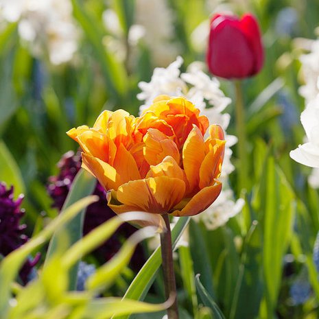 <p><p>’Orange Princess’ on kerrannaiskukkainen myöhäinen tulppaani. </p></p>