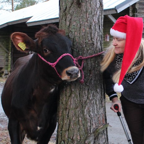 Mathilda-hieho odottaa maanviljelijän vaimon kanssa joulun tuloa, emäntä jalka kipsissä.