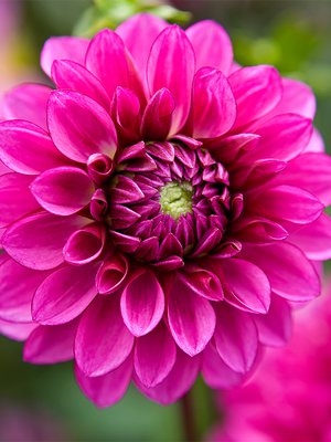 Daalia on yksi puutarhan upeimmista kaunottarista!